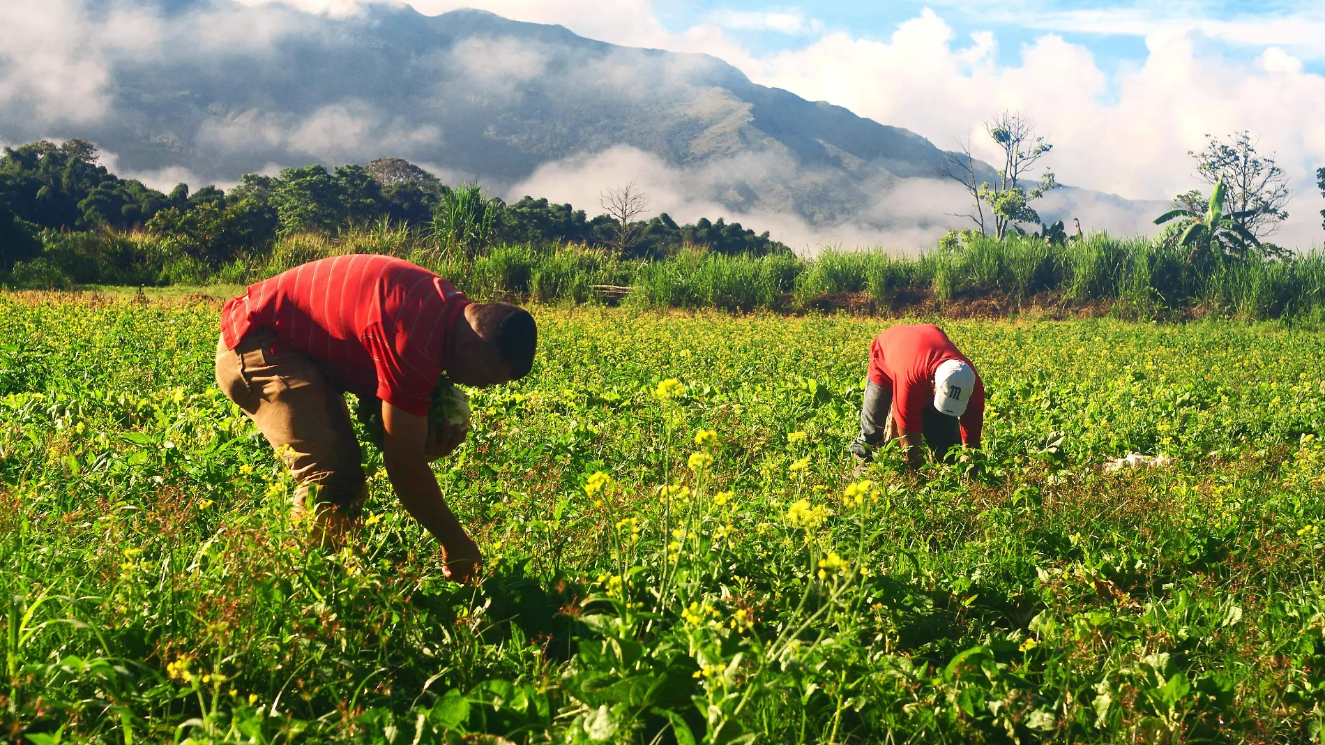 Agricultores campo producción siembra hortalizas